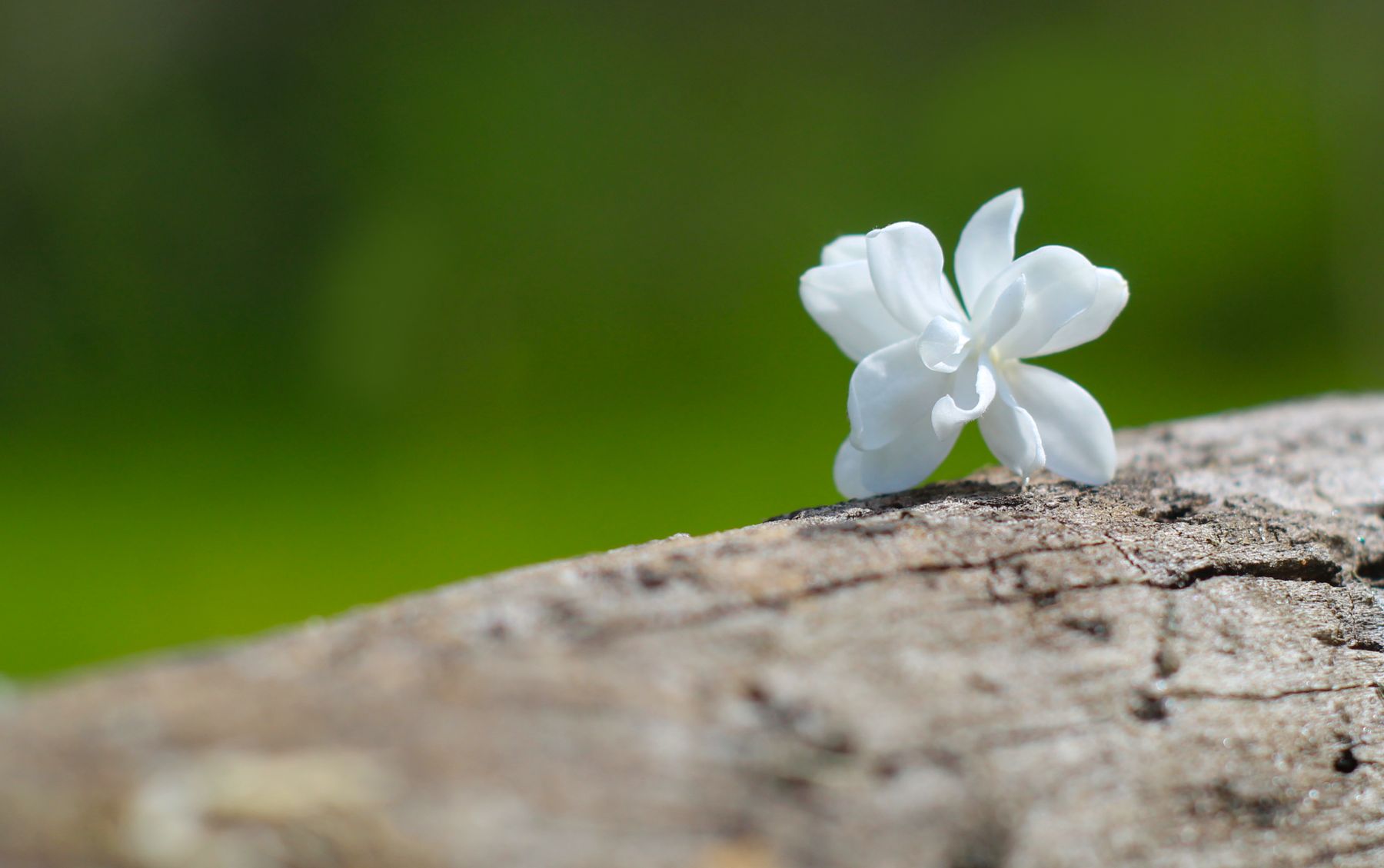 Jasmine blossoms
